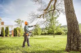 Trusted Lansing, KS  Tree Services Experts