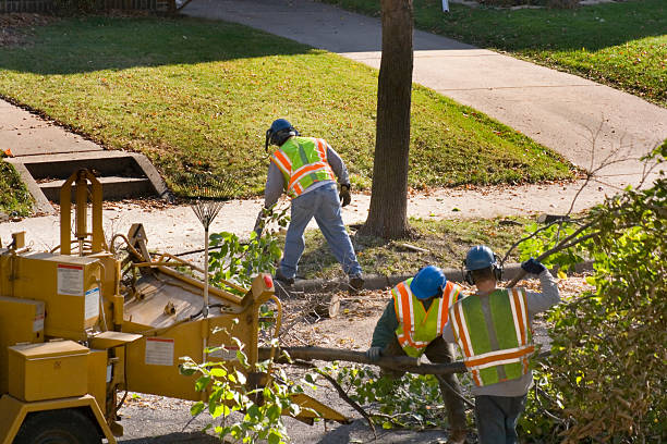 Best Hazardous Tree Removal  in Lansing, KS