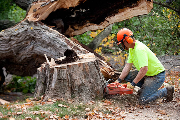 Best Tree Risk Assessment  in Lansing, KS