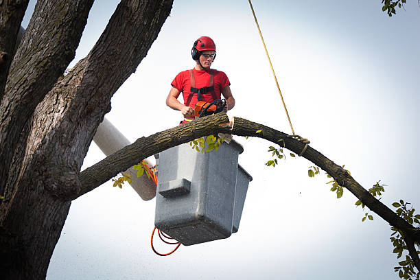 Best Utility Line Clearance  in Lansing, KS