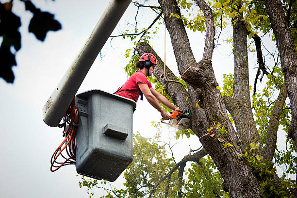 Why Choose Our Tree Removal Services in Lansing, KS?